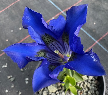 Gentiana acaulis 'Krumrey'