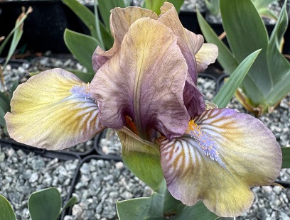 Iris 'Green Stuff'