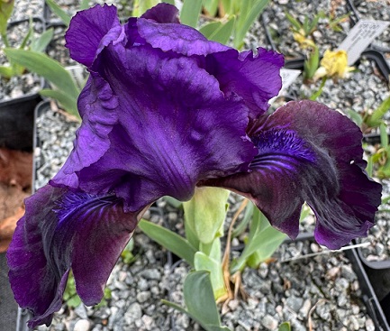 Iris pumila 'Little Shadow'