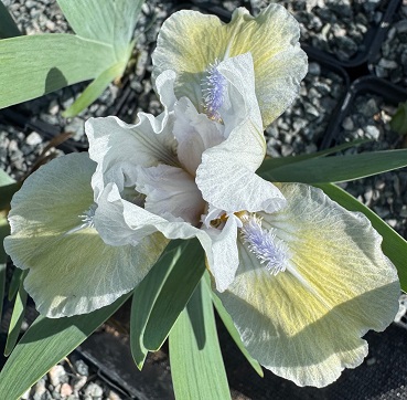 Iris 'Pale Shades'