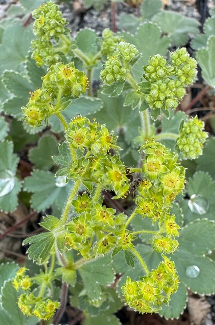 Alchemillea erythropoda Turkish form