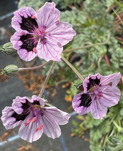 Erodium 'Bennie'