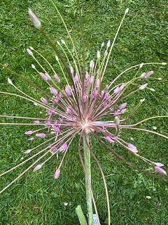 Allium schubertii