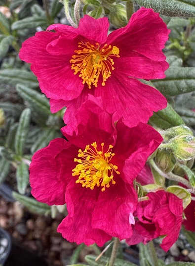 Helianthemum 'Raspberry Dream'