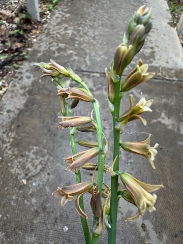 Dipcadi serotinum