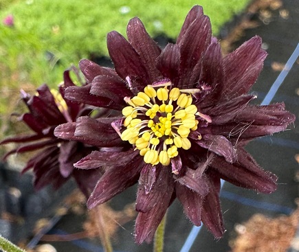 Aquilegia 'Black Barlow'
