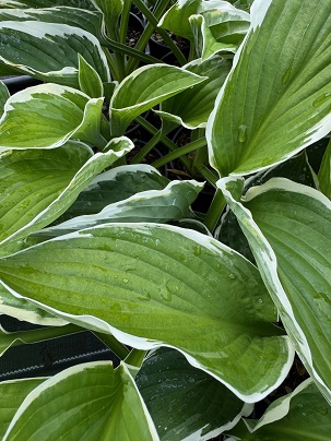 Hosta 'Francee'