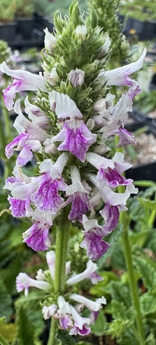 Stachys officinalis 'Cally Bicolour'