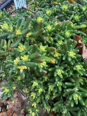 Sedum album 'Bella D'Inverno'