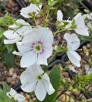 Parahebe 'Avalanche'