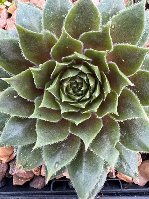 Sempervivum 'Heigham Red'