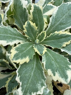 Arabis alpina ssp. caucasica Variegata