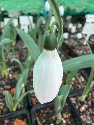 Galanthus monostictus Hiemale Group (Nursery)