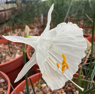 Narcissus romieuxii var zaianicus