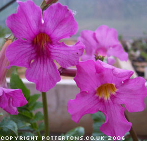 Incarvillea delavayi