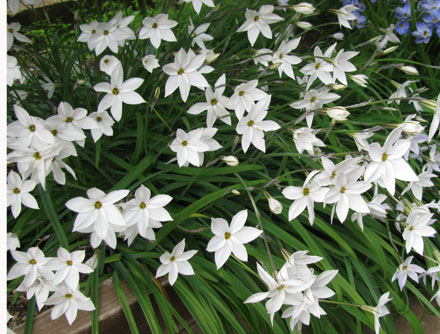 Ipheion uniflorum 'Alberto Castillo' 