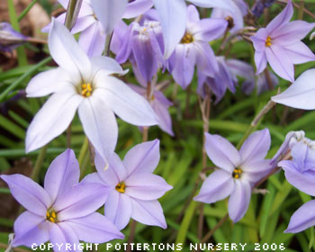 Ipheion uniflorum 'Wisley Blue' 