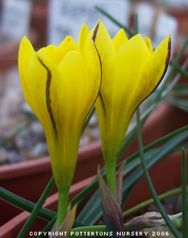 Ipheion dialystemon 