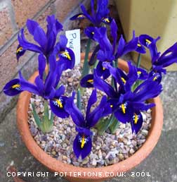 50 Iris reticulata collection