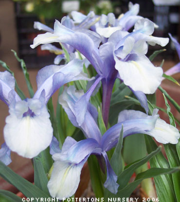 Iris aucheri 