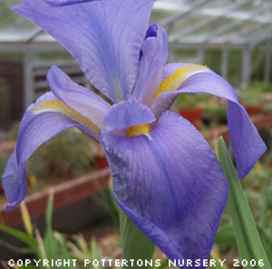 Iris hoogiana 