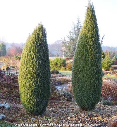 JUNIPER communis 'Compressa' 332/20