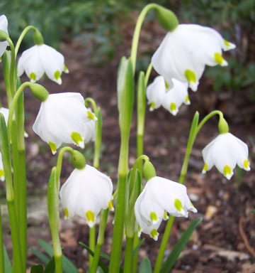 Leucojum vernum