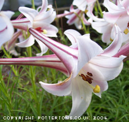 Lilium formosanum var pricei