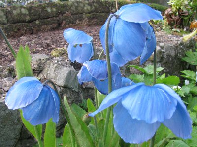 Meconopsis 'Lingholm' (Fertile Blue Group)