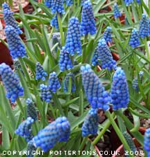 Muscari aucheri 'Blue Magic'