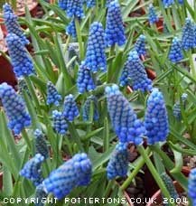 Muscari aucheri 'Blue Magic' 