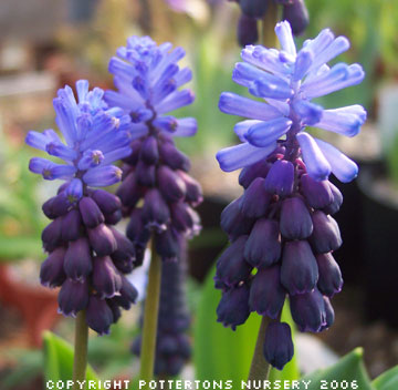 Muscari latifolium