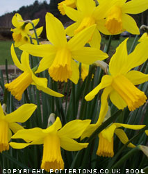 Narcissus cyclamineus 'February Gold' 