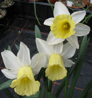 Narcissus cyclamineus 'February Silver'