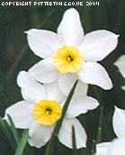 Narcissus Segovia