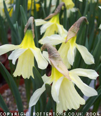Pottertons Nursery Narcissus Pottertons Nursery Narcissus