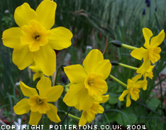 Narcissus fernandessii