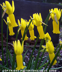 Narcissus cyclamineus 
