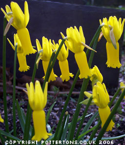 Narcissus cyclamineus