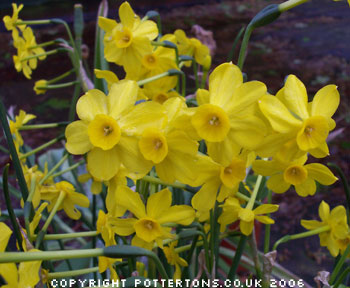 Narcissus jonquilla 'Baby Moon' 