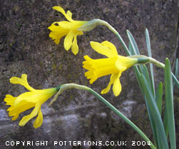 Narcissus pumilis 