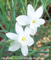 Narcissus rupicola ssp. watieri 