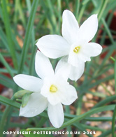 Narcissus rupicola ssp. watieri