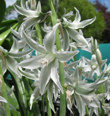 Ornithogalum nutans 