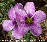 Oxalis Ione Hecker