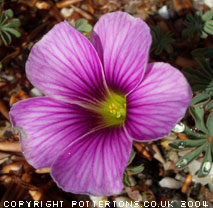 Oxalis enneaphylla 'Patagonia'