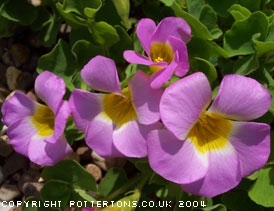 Oxalis depressa