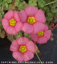 Oxalis obtusa 