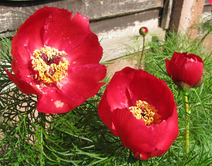 Paeonia tenuifolia 