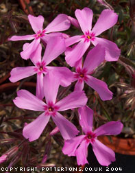 Phlox subulata 'Alexander Surprise'